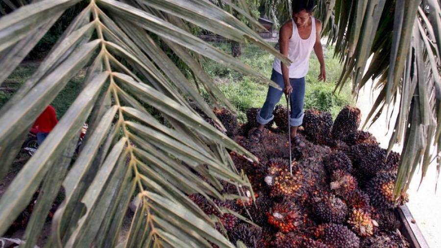 El aceite de palma es uno de los productos más insalubres para la salud. Foto: efe