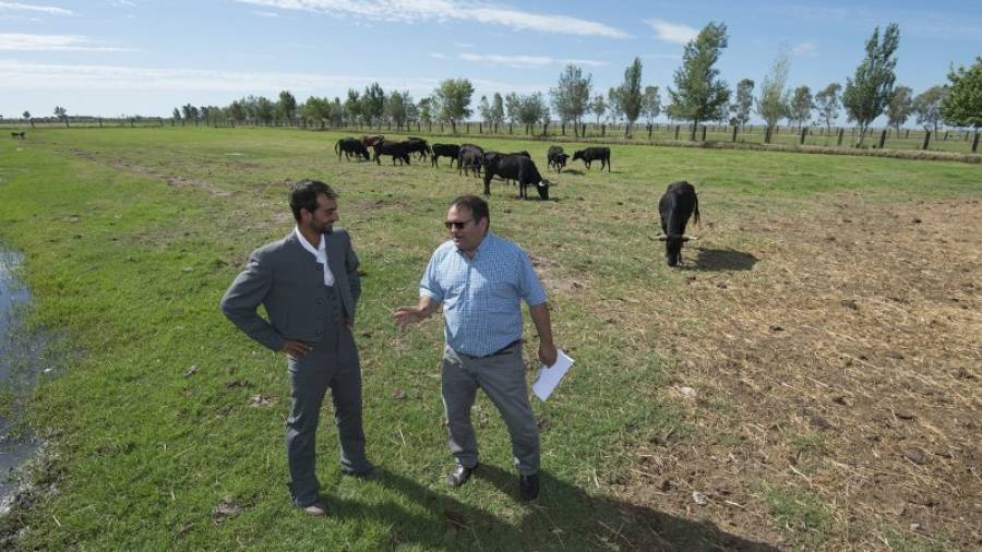 Pedro Fumadó, de la ramaderia de bous, i Rafel Muria, ahir a la finca de les Olles. Foto: JOAN REVILLAS