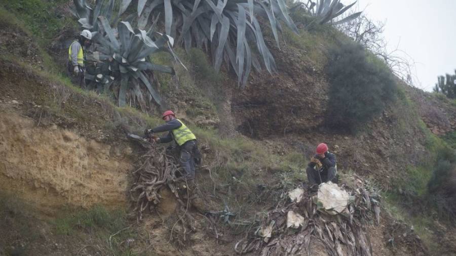 Dos operaris duent a terme tasques de desbrossament de vegetació als talussos del castell. Foto: JOAN REVILLAS