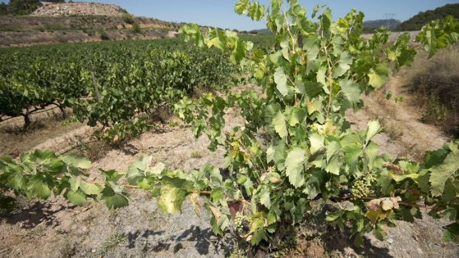 Una vinya de Corbera d´Ebre, amb grans de raïm poc desenvolupats per manca d´aigua. Foto: J. REVILLAS