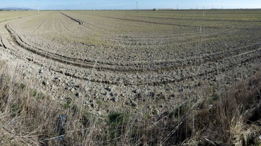 Un camp del marge esquerre del Delta, assecat des del mes de desembre passat. Foto: Joan Revillas
