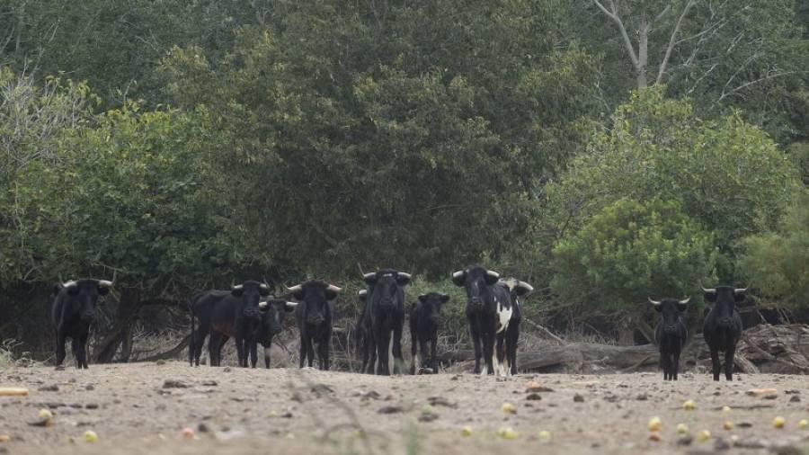 Imatge del grup de bous, amb aspecte famèlic, que habiten a l´illa dels Bous. Foto: JOAN REVILLAS