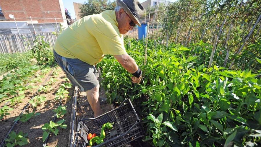 Desde hace 3 años Luciano Alba, de 76 años, tiene una parcela donde cultiva todo tipo de hortalizas. Foto: Alfredo González
