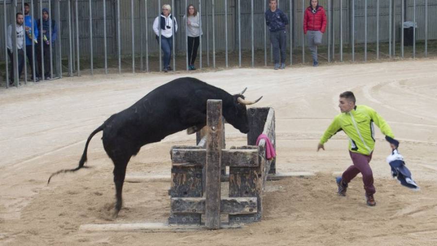 Imatge d'arxiu de bous al Mas de Barberans. Foto: Joan Revillas