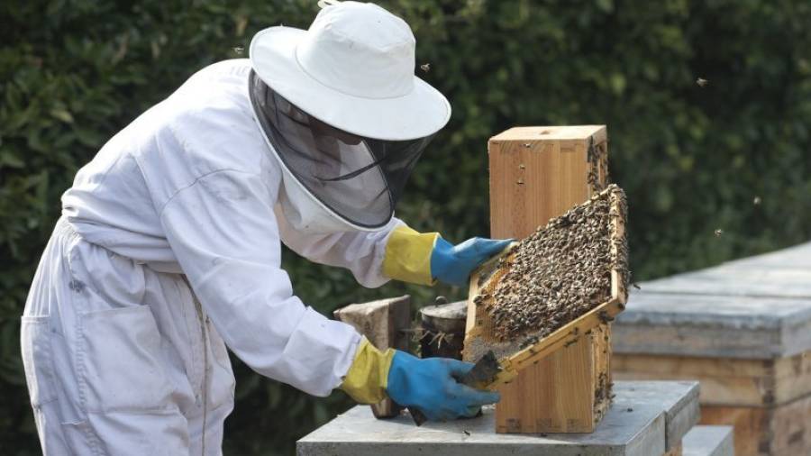 Un apicultor de El Perelló, sacando miel de una colmena. Foto: J.Revillas/DT