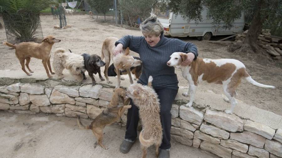 Isabel Bellver envoltada d´un grup de gossos al refugi de Ginestar, dimarts a la tarda. Foto: JOAN REVILLAS