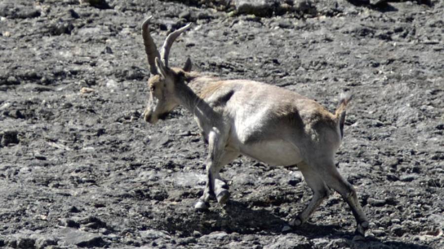 Imatge d'arxiu d'una cabra salvatge als Ports. Foto: Joan Revillas