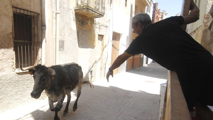 Imatge d'arxiu d'un bou passant pels carrers de Carles de La Ràpita. Foto: J.Revillas