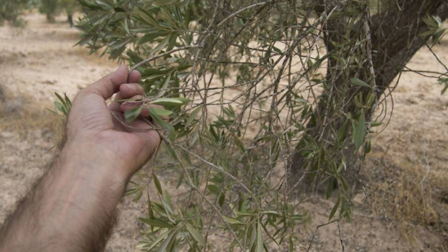 Una branca d´olivera sense olives a les Terres de l´Ebre. Foto: JOAN REVILLAS