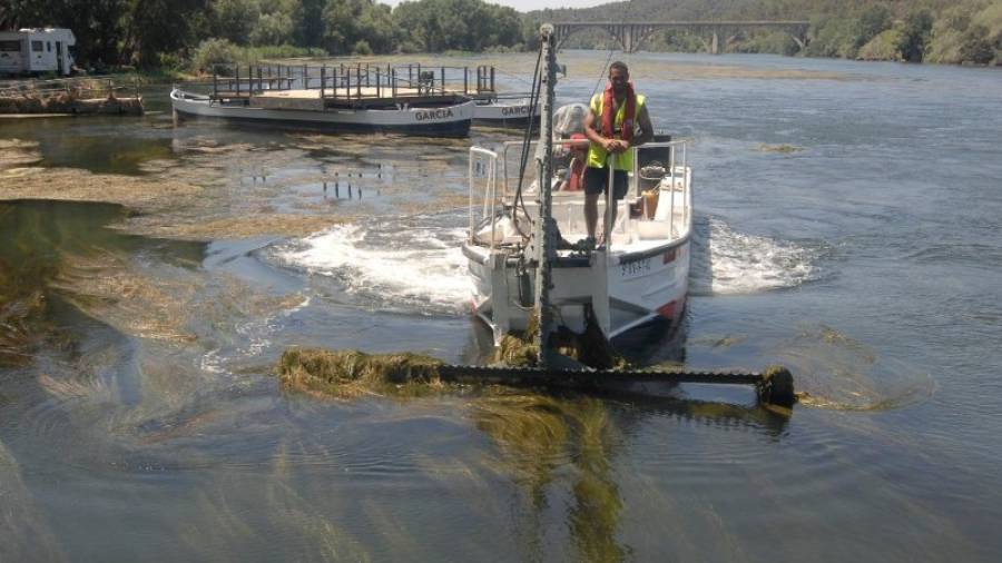 Una de les màquines talladores d'algues actuant al canal navegable del riu Ebre, a l'altura de l'embarcador de Garcia, a la Ribera d'Ebre. Foto: J. Revillas