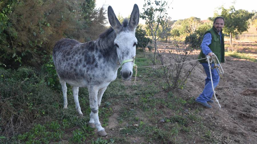 En el Hort i Granja-Escola Aig&uuml;es-Verds tienen todo tipo de animales a los que cuidan. FOTO: Alfredo Gonz&aacute;lez