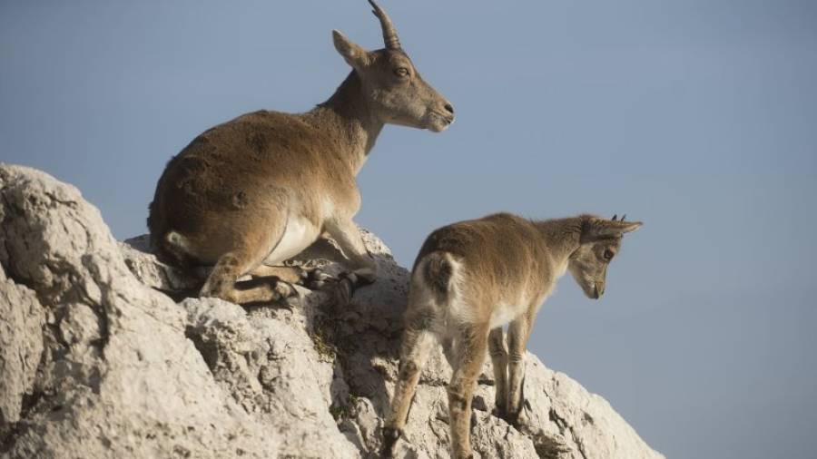 Dos exemplars de cabra salvatge, en una muntanya del massís del Port. Foto: Joan Revillas