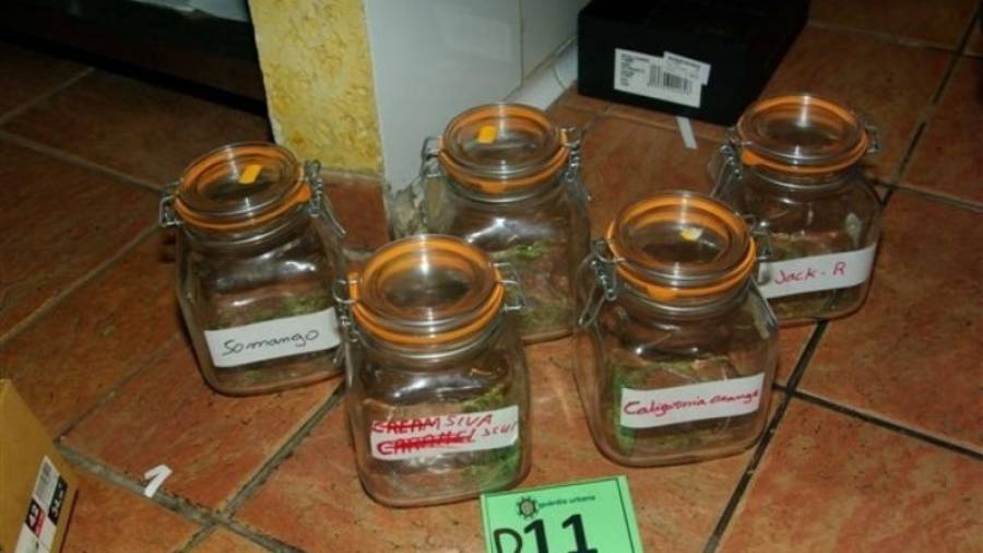 Pots de cannabis confiscats en l'operatiu de la Guàrdia Urbana a la seu de l'Asociación Liberty Social Club, al carrer Apodaca. FOTO: GUT
