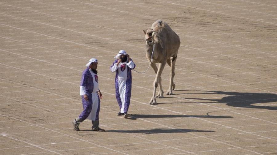 El camell ´Sultan´, ahir al camp de futbol de la Fatarella. Foto: JOAN REVILLAS