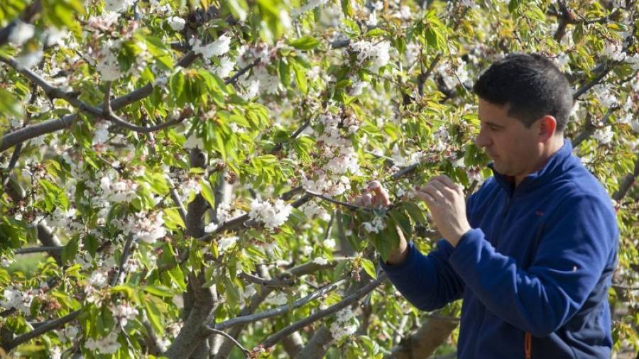 Un dels socis de Cerima Cherries, David Manero, ahir en un camp de cirerers florits a Vinebre. Foto: JOAN REVILLAS