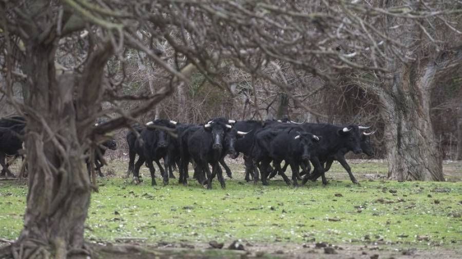 Els bous salvatges de l'illa. Foto: Joan Revillas