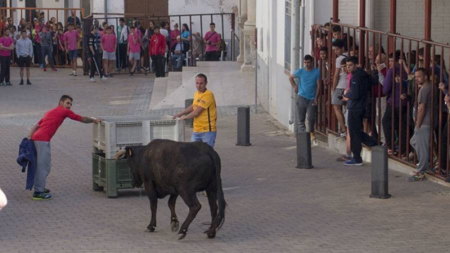 El municipio de Aldover, en el Baix Ebre, abrió ayer la temporada taurina en el Ebre con diversos espectáculos con bous. Foto: JOAN REVILLAS
