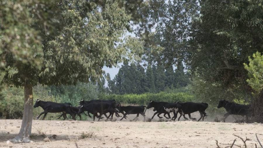 Imatge d´un grup de bous a l´illa del riu Ebre, actualment superpoblada. Foto: Joan Revillas