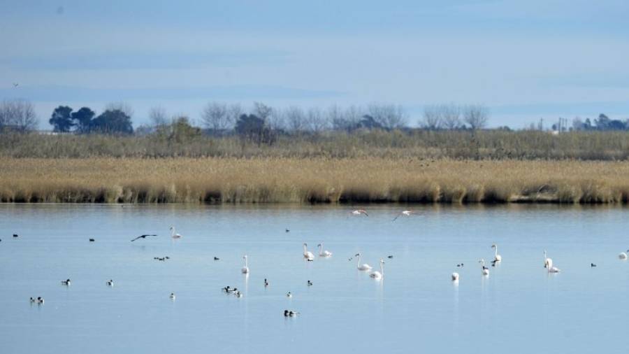 Diversitat d´ocells, entre ells els nombrosos ànecs i els emblemàtics flamencs, en una llacuna del delta de l´Ebre. Foto: Joan Revillas