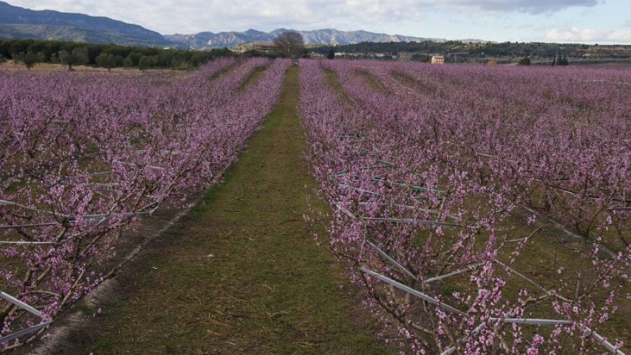 Un detall d´un fruiter florit, un actiu turístic incipient a la comarca de la Ribera d´Ebre. Foto: Joan Revillas