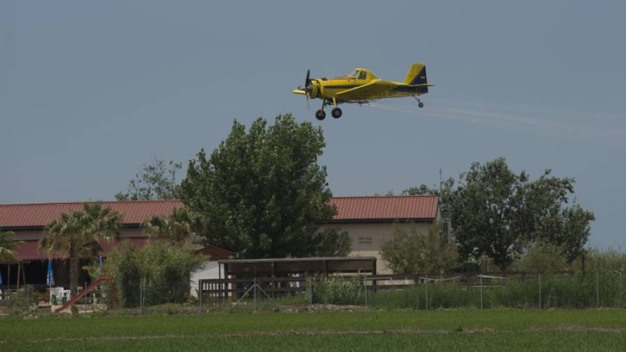 Una avioneta del Copate a la zona de Riumar, ahir al migdia, fumigant els arrossars. Foto: JOAN REVILLAS