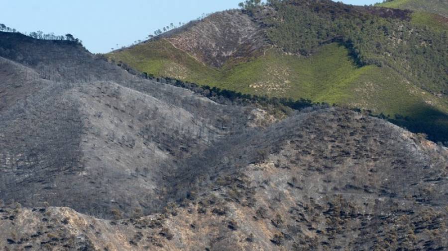 Zona cremada fa deu anys en l´incendi forestal de Riba-roja d´Ebre, les causes del qual es continuaran investigant. Foto: Joan Revillas