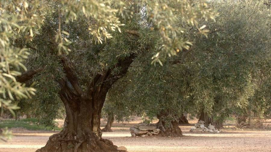 Imatge d'arxiu d'un camp d'oliveres. Foto: Joan Revillas