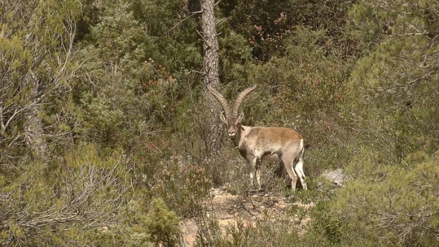 Un exemplar de cabra salvatge de les Terres de l´Ebre amb una gran cornamenta enmig del bosc, al Port. FOTO: JOAN REVILLAS