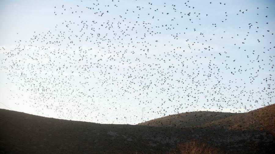 Un nombrós grup d'estornells, aquesta setmana, a tocar de la bassa de les ermites, al terme municipal d'Ulldecona. Foto: Joan Revillas