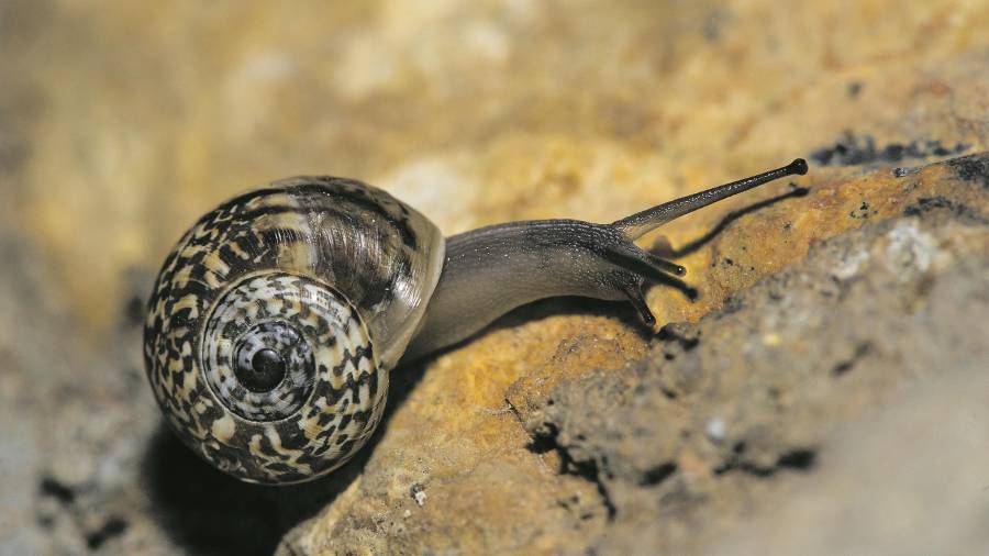 Los caracoles tienen una concha similar a una serpiente. FOTO: FERRAN AGUILAR&nbsp;