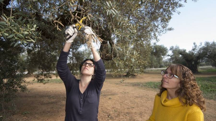 Tècniques del Departament d'Agricutura recollint mostres d'una olivera. Foto: Joan Revillas