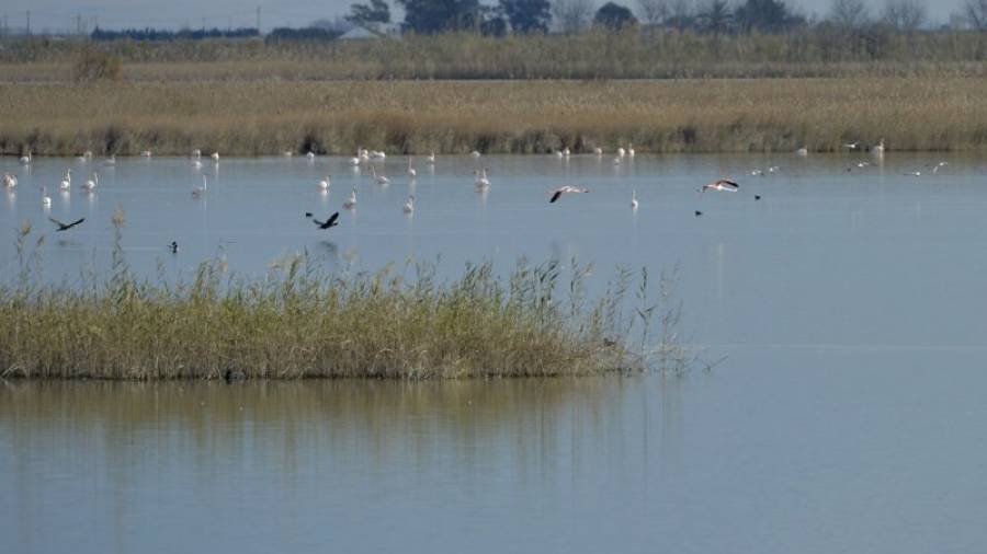 La llacuna de l\'Encanyissada, un dels espais emblemàtics del delta de l\'Ebre. Foto: JOAN REVILLAS