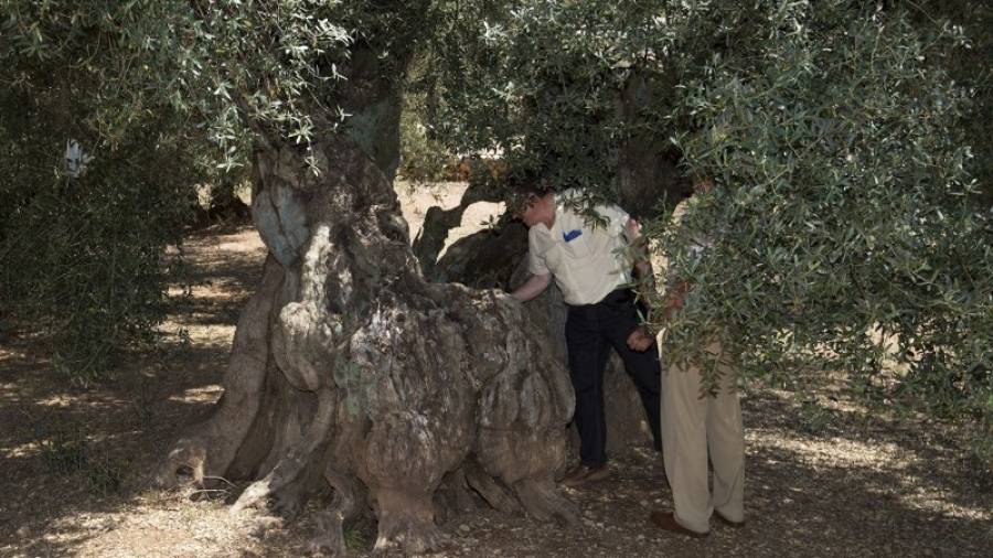 Una de les oliveres mil·lenàries del terme municipal d´Ulldecona. Foto: JOAN REVILLAS