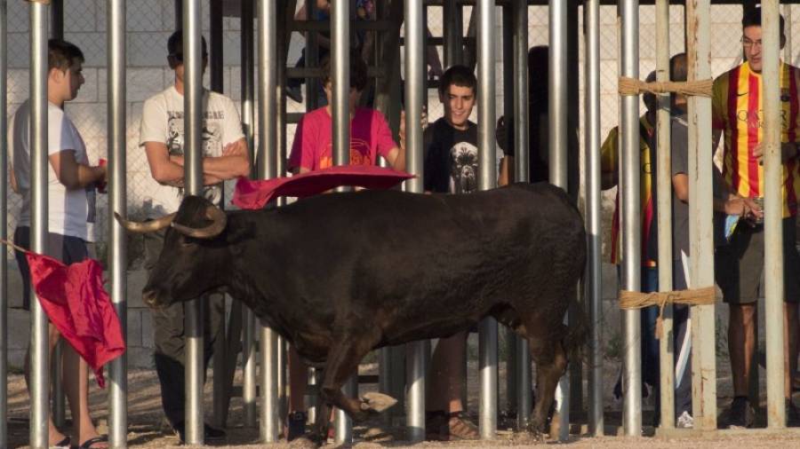 Imatge d´arxiu de bous, que tenen lloc per les festes majors de molts pobles ebrencs. Foto: joan revillas