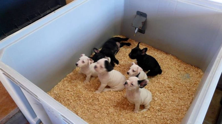 Cadells de gos en un dels centres d'importació d'animals que hi ha a les comarques gironines. Foto: ACN