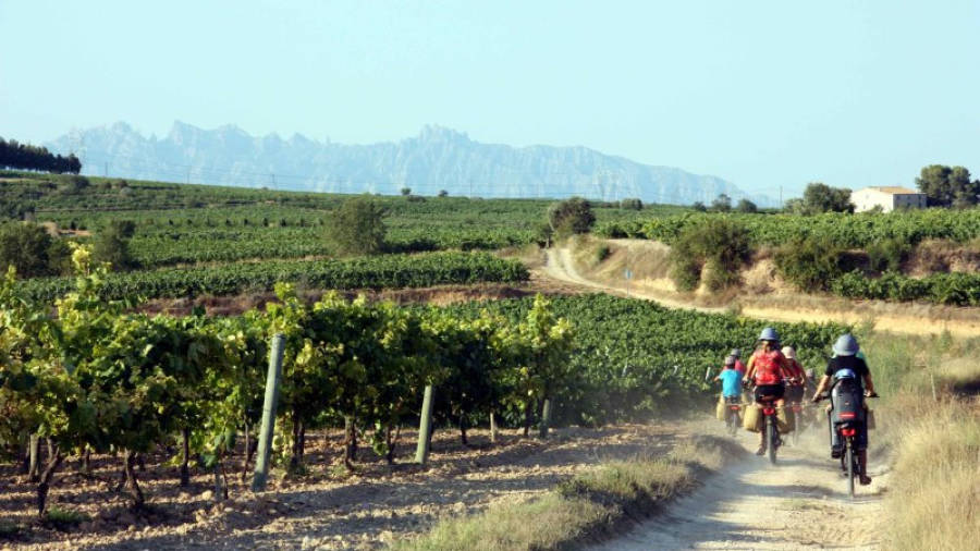 Un grup de turistes, fent una ruta en bicicleta entre les vinyes del Penedès amb les muntanyes de Montserrat al fons. Foto: ACN