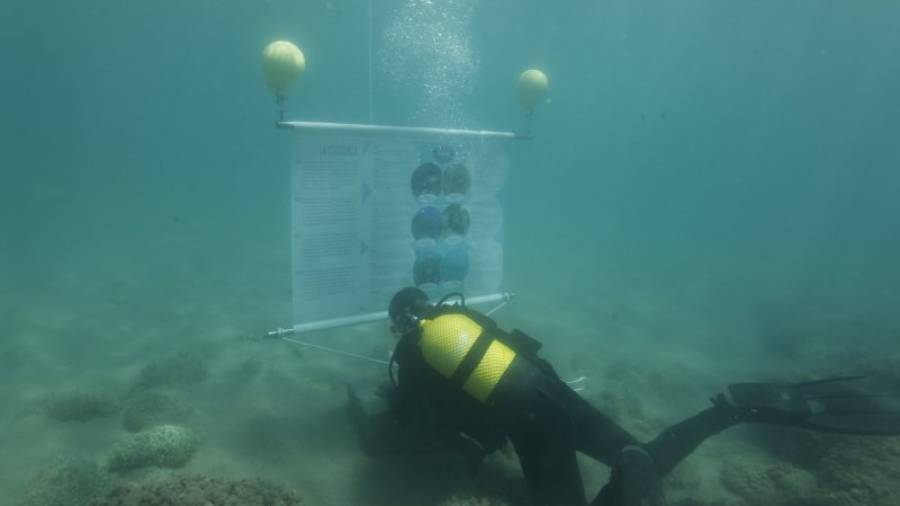Un submarinista colocando los plafones que los usuarios pueden leer. Foto: Submon