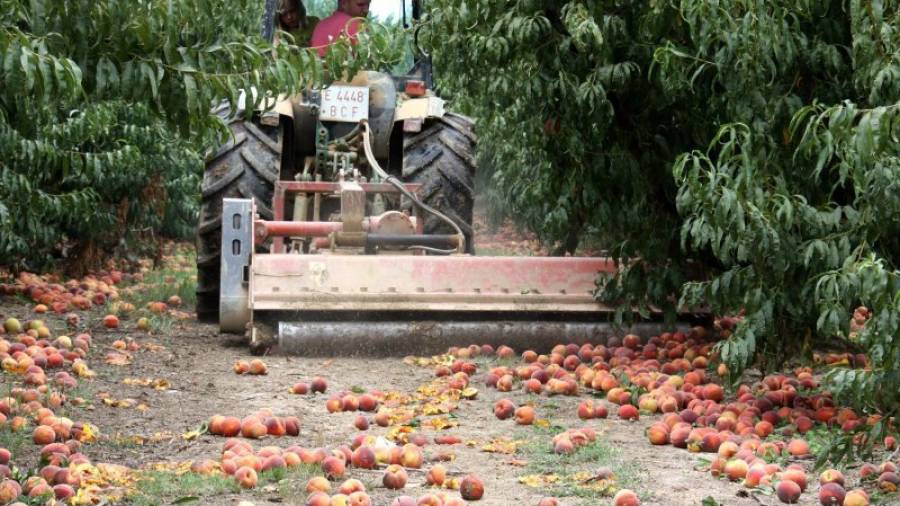 El fructicultor d´Alcarràs, al Segrià, ha destruït la seva producció de 82.000 quilos de préssecs. Foto: ACN