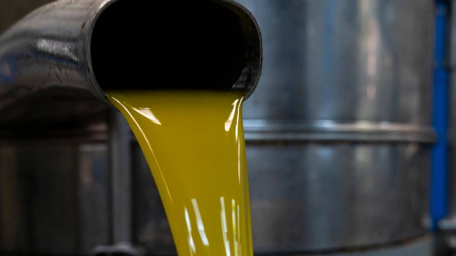 La producció d’oli caurà per segon any consecutiu. Foto: Joan Revillas/DT