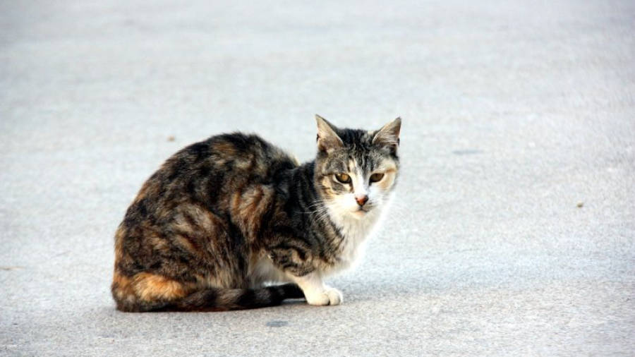 Una gata de carrer, membre d'una de les colònies de gats de la Part Alta de Tarragona. Foto: ACN