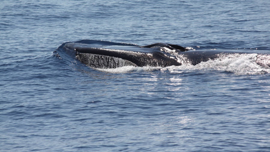 Cabeza de rorcual común, una ballena que puede alcanzar hasta los 24 metros de longitud. FOTO: EDMAKTUB