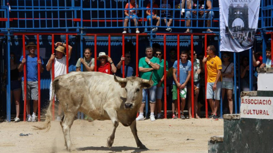 La primera vaca de l'acte taurí de Sant Jaume d'Enveja, al mig de la plaça. Foto: ACN
