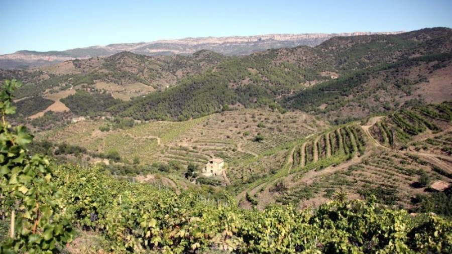 Imatge de diverses vinyes al terme municipal de Porrera, al Priorat, amb la serra de Montsant al fons. Foto: ACN