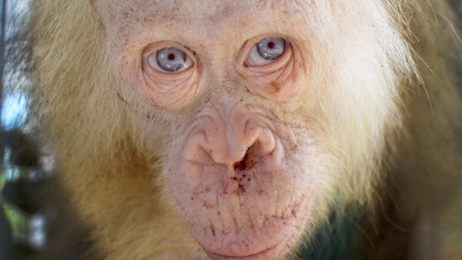 Fotografía cedida por la Fundación para la Supervivencia del Orangután de Borneo (BOSF). EFE