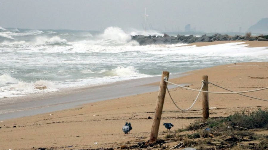 Les onades colpegen el litoral de la costa central el 21 de gener de 2017. En primer terme, uns coloms a la platja de Cabrera de Mar (Maresme)