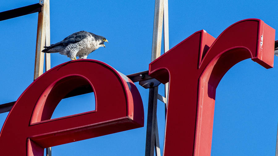 Un halcón en las letras del edificio Santander de la Rambla Nova. FOTO: FERRAN AGUILAR