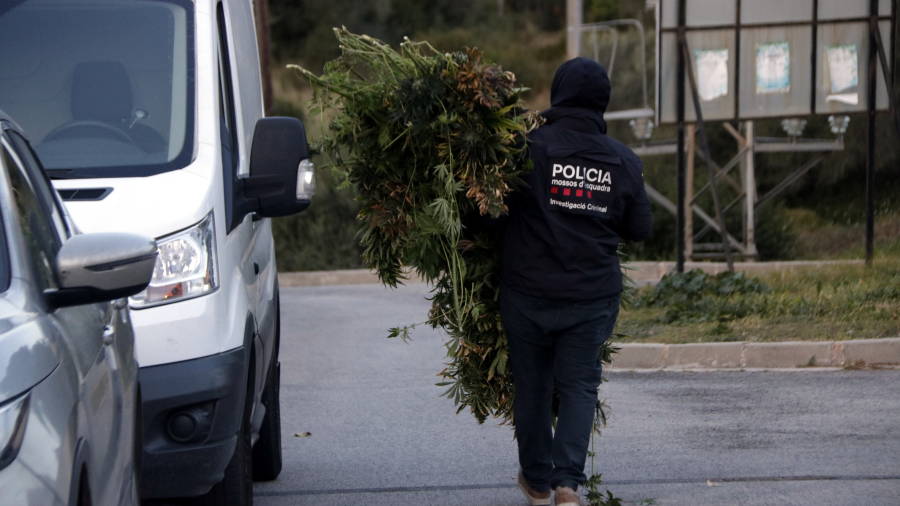 Un agente de los Mossos cargando plantas de marihuana. FOTO: ACN / ROGER SEGURA