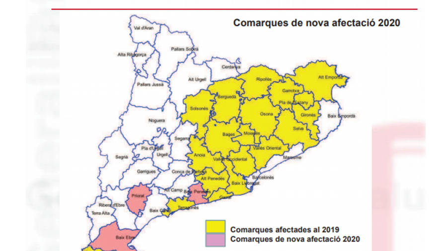 Infografía de la afectación de la plaga en Catalunya. DARP