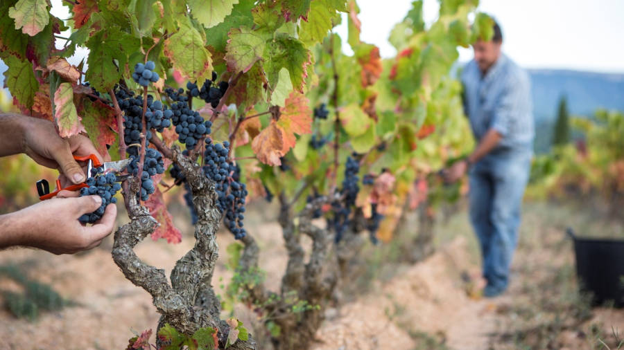 El sector de la vinya &eacute;s un dels principals trets caracter&iacute;stics de la comarca. Foto: Cedida
