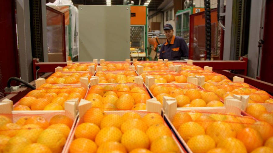 Caixes de mandarines preparades per a la comercialització als magatzems d'Agrofruit, el desembre del passat 2013. Foto: ACN
